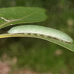 Appias libythea olferna