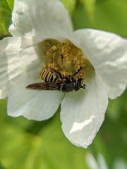 Sphecomyia pattonii