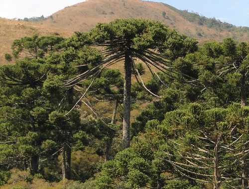 Araucaria angustifolia