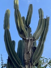 Cactaceae
