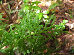 Hymenophyllum fuciforme