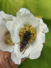 Sphecomyia pattonii