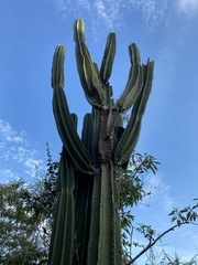 Cactaceae