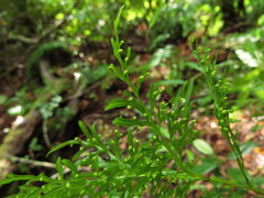 Hymenophyllum fuciforme