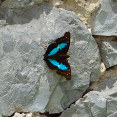 Doxocopa laurentia cherubina