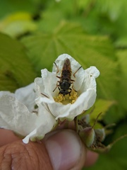 Sphecomyia pattonii