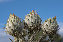 Onopordum illyricum illyricum