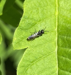 Pemphredonina