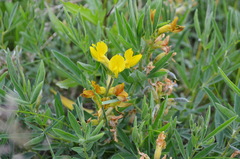 Thermopsis lanceolata