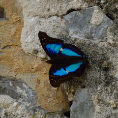 Doxocopa laurentia cherubina