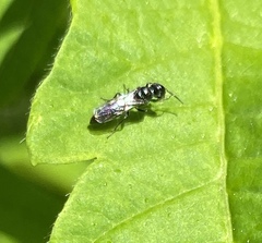Pemphredonina