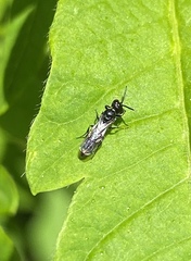 Pemphredonina