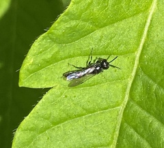 Pemphredonina