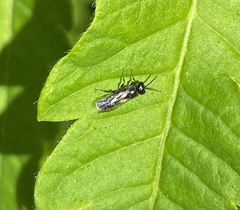 Pemphredonina