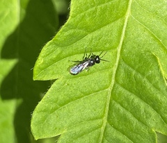 Pemphredonina