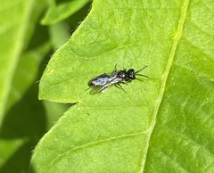 Pemphredonina