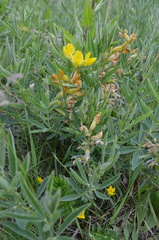 Thermopsis lanceolata