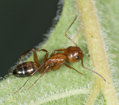 Camponotus subbarbatus