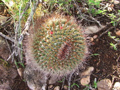 Mammillaria grusonii