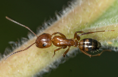 Camponotus subbarbatus