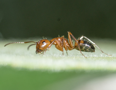 Camponotus subbarbatus