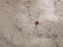 Metavononoides guttulosus