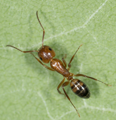 Camponotus subbarbatus