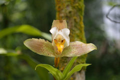 Lycaste deppei