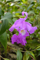 Sobralia macrantha