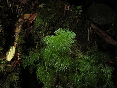 Hymenophyllum fuciforme