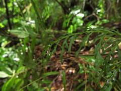 Hymenophyllum fuciforme