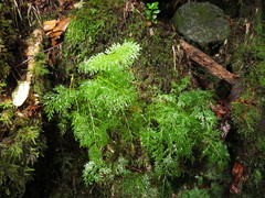 Hymenophyllum fuciforme