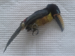 Pteroglossus inscriptus