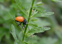 Labidomera suturella