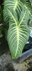 Caladium lindenii