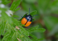 Labidomera suturella