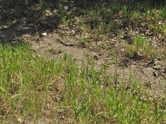 Bothriochloa longipaniculata