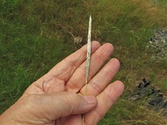 Bothriochloa longipaniculata