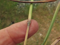 Bothriochloa longipaniculata