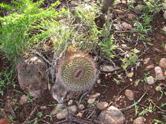 Mammillaria grusonii