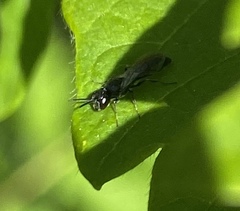 Pemphredonina