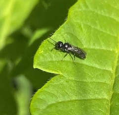Pemphredonina
