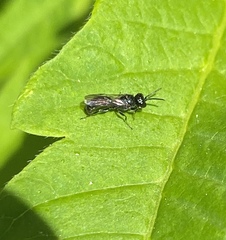 Pemphredonina