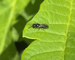 Pemphredonina