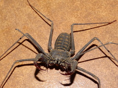 Heterophrynus cervinus