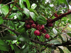 Gaultheria insana