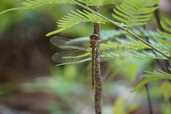 Neurocordulia virginiensis