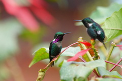 Chaetocercus heliodor