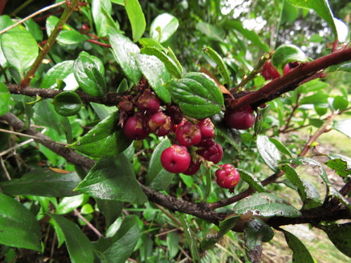 Image of Gaultheria insana by (c) Nicolás Lavandero, some rights reserved (CC BY)
