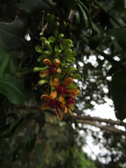 Ercilla syncarpellata